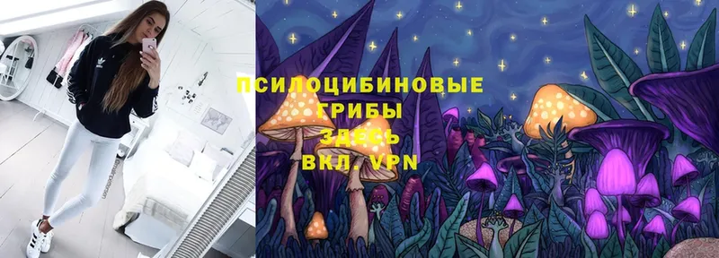 Псилоцибиновые грибы Psilocybe  Людиново 